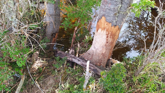 In March of this year evidence of beaver destruction was found on Riesco Island in Magallanes. 